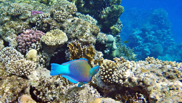 1 Day Snorkeling Onboard a Red Sea Cruise - Full-Day Tour - Photo 2